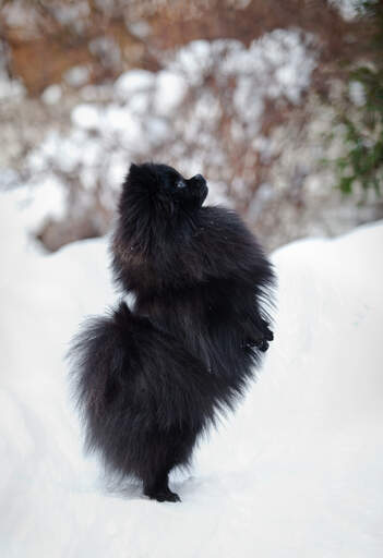 Een lieve, kleine, zwarte pomerans, die zijn achterpoten oefende in de Snow