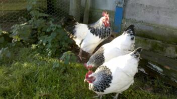 Drie kippen in de tuin