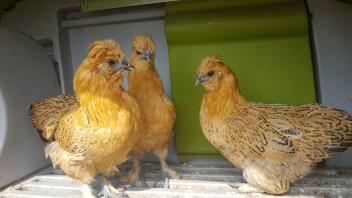 mijn nieuwe 3 kippen