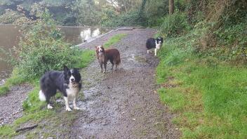 2 zwart-witte en een rood-witte border collie