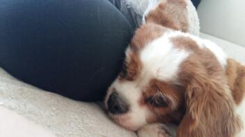 Cavalier king charles spaniel ligt