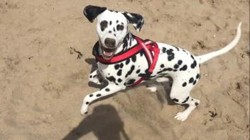 Spelen op het strand