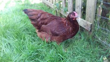 RIR x Goudgezoomde Wyandotte hen