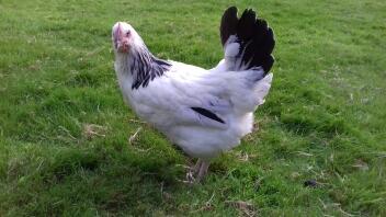 RIR x Witte Sussex hen