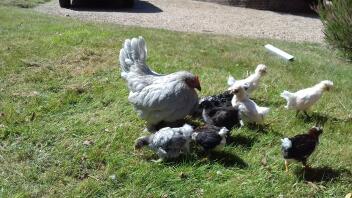 Pekin zijn goede broedkippen. Ze heeft kuikens van andere kippen uitgebroed