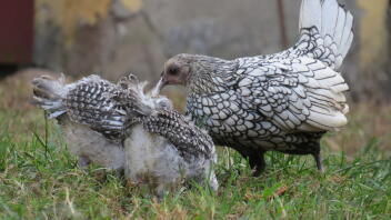 Drie kippen op wat gras