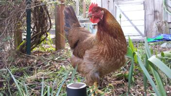 Coco hangt rond in de tuin