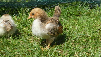 Kuikens in de tuin