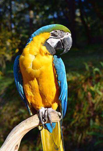 De prachtige, gele borst van een blauwe en gele ara