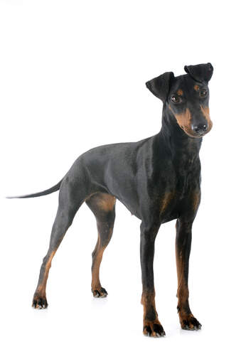 Een volwassen vrouwtjes manchester terrier die zijn mooie, slanke lichaam laat zien