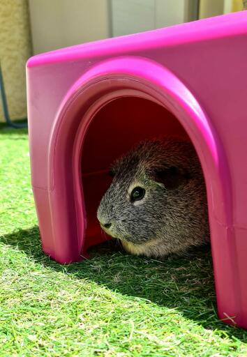 Een cavia ontspant in een asiel.