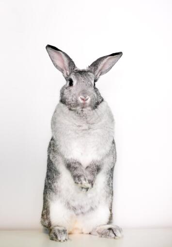 Reusachtig chinchilla konijn dat op zijn achterpoten staat