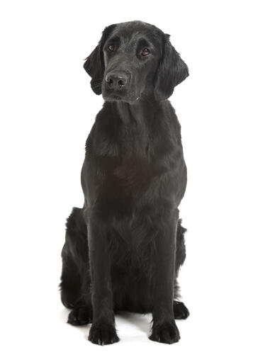 Een volwassen flat coated retriever met een puppy vacht