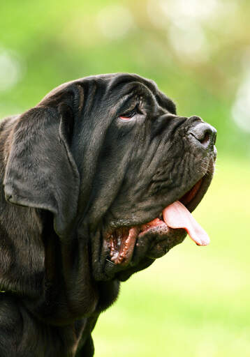 Een close up van het mooie, rimpelige gezicht van een neapolitaanse mastiff