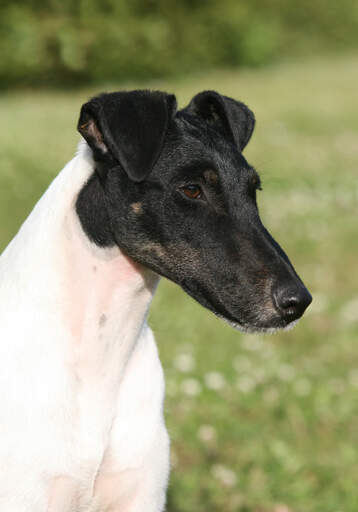 Een gladde fox terrier's ongelooflijke lange, zwarte neus en flaporen