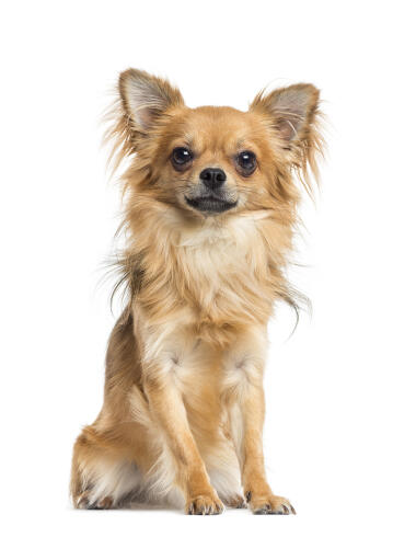 Een mooie kleine chihuahua met een zachte vacht en grote, spitse oren