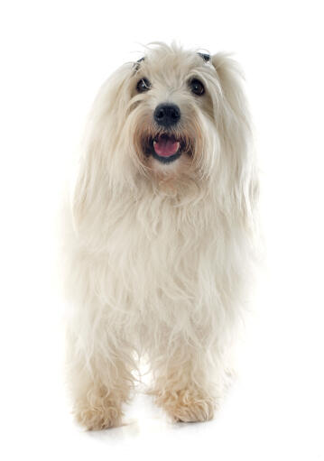 Een blije coton de tulear met zijn haar in vlechten