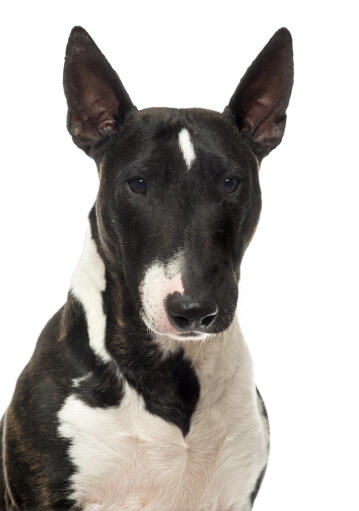 Een close up van de mooie, scherpe oren van een miniatuur bull terrier