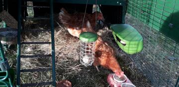 Kippen in ren met Omlet Caddi traktatie houder