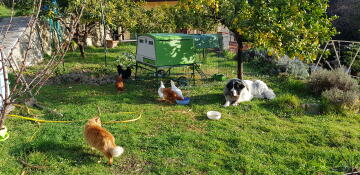 Een groot groen Cube kippenhok in een tuin, omringd door kippen en een grote hond
