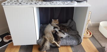 Kat ligt in Omlet Maya Nook