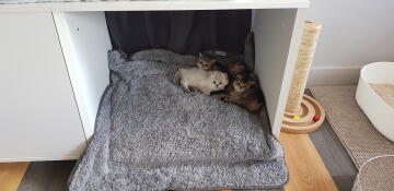 Kittens liggen in Omlet Maya Nook