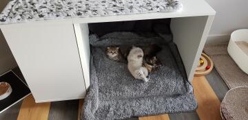 Kittens liggen in Omlet Maya Nook