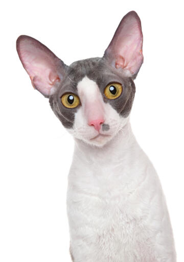 Een mooie tweekleurige cornish rex met Golden ogen