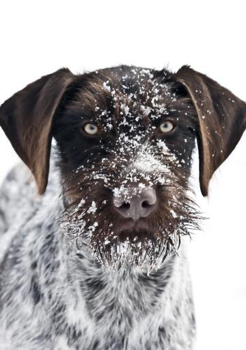 Een close up van een duitse ruwharige pointer zijn Snowy baard en puntige oren