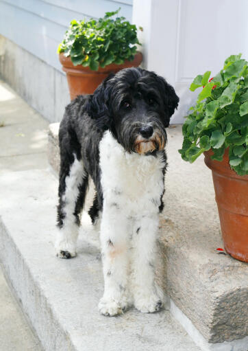 Een mooie zwart-witte portugese waterhond met ongelooflijk lange poten