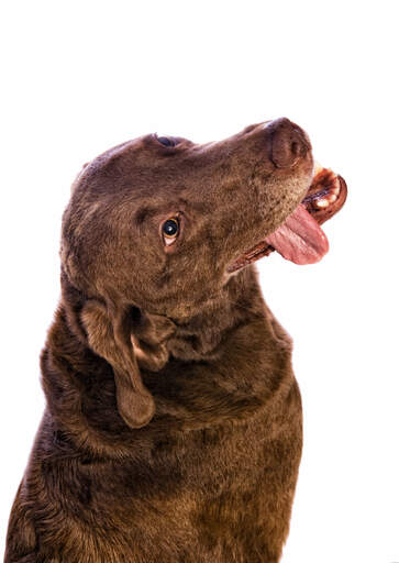 Een grappige chesapeake bay retriever met zijn tong naar buiten