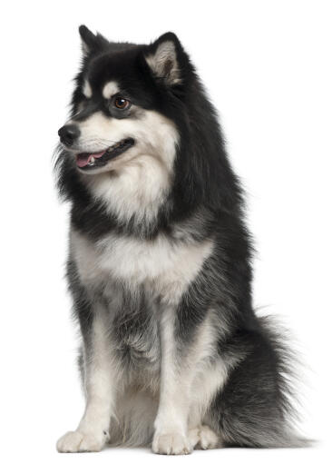 Een finse lapphund met een geweldige dikke zwart-witte vacht