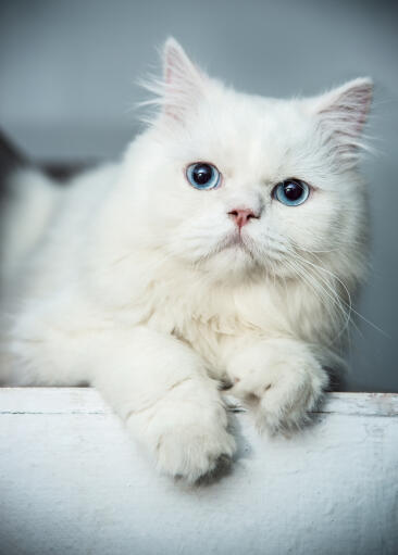 Mooie blauwogige perzische kat portret