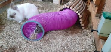onze konijnen en cavia's maken veel gebruik van de speeltunnel.