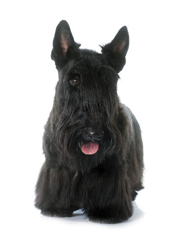 Een prachtig verzorgde volwassen scottish terrier, pronken met zijn lange franje en puntige oren