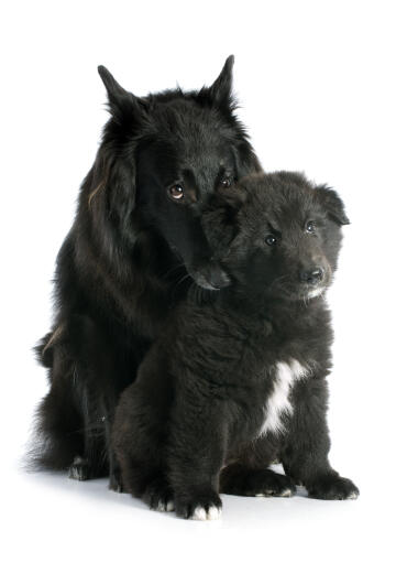 Een liefhebbende belgische herdershond (groenendaeler) met haar puppy