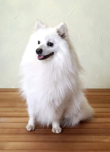 Een mooie kleine japanse keeshond met een dikke zachte witte vacht