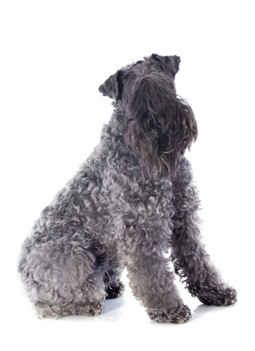 Een lieve kerry blue terrier die netjes zit te wachten op wat aandacht