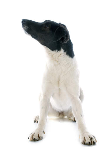 Een gladde fox terrier met een mooi wit lichaam en zwart hoofd