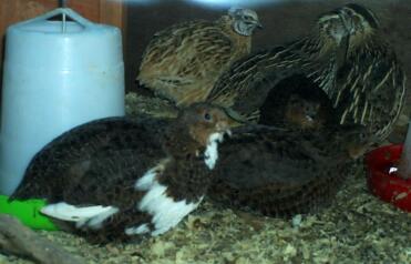 Coturnix kwartel