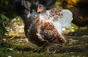 Splash Red Laced Wyandotte hen