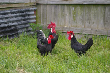 3 zwarte been hoorn