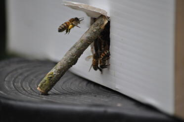 Bijen vinden stuifmeel als atoombom wordt Geopend 
