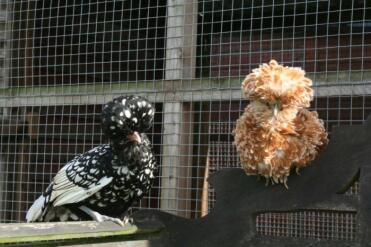 Twee zittende kippen