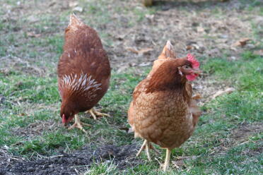 Eggwina & Henny tonen hun unieke verenpatronen en Henny's grote kam