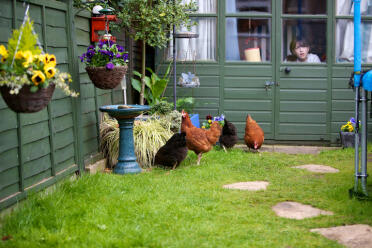 4 kippen in de tuin