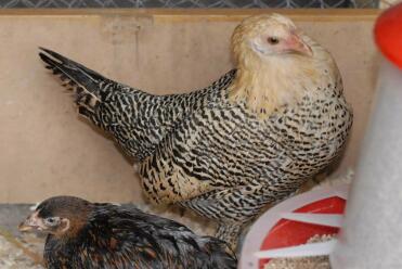 Citron Penciled Hamburgse hen