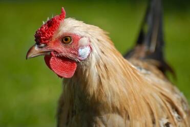 Young Citron Penciled Hamburgse haan