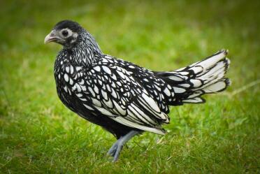 Sebright hen