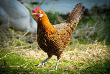 Goudkleurige Hamburgse hen